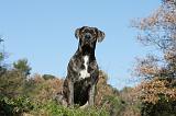 CANE CORSO 968
